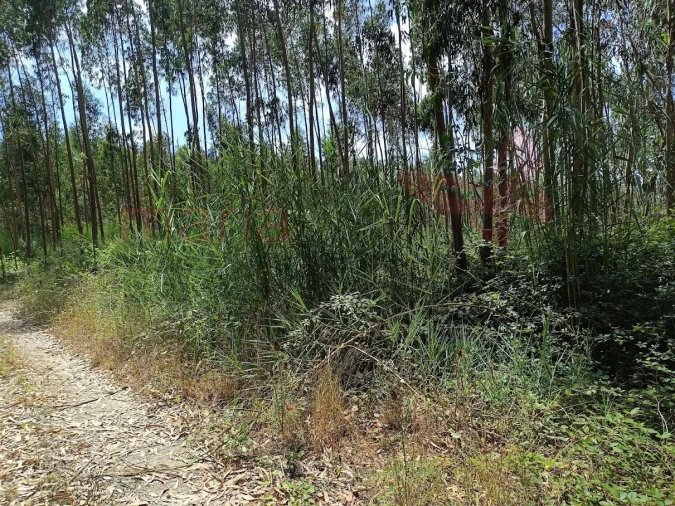 Terreno para Venda em Olho Marinho Foto 3