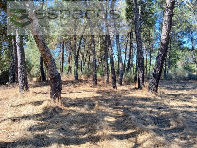 Quinta para Venda em Póvoa de Rio de Moinhos e Cafede Foto 8