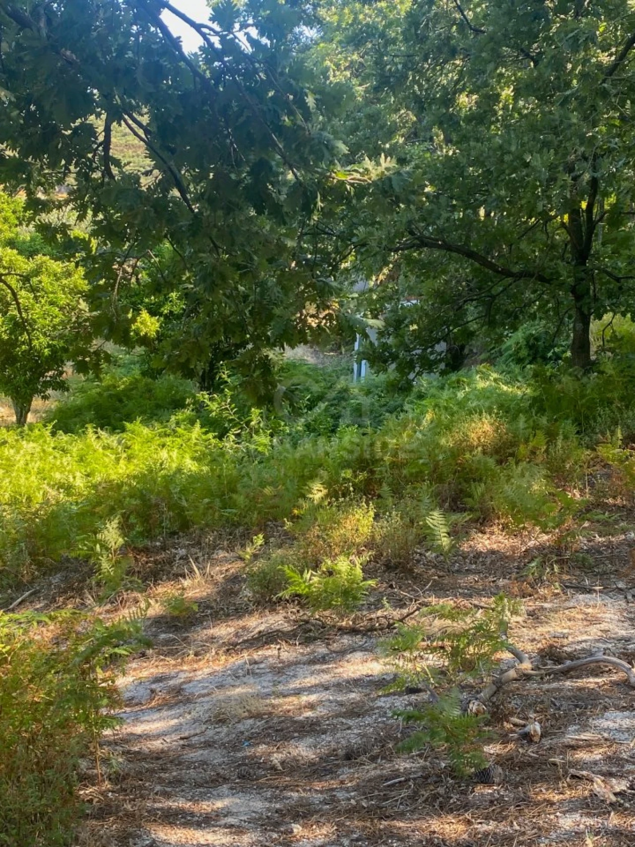 Quinta T1 para Venda em Alpedrinha Foto 53