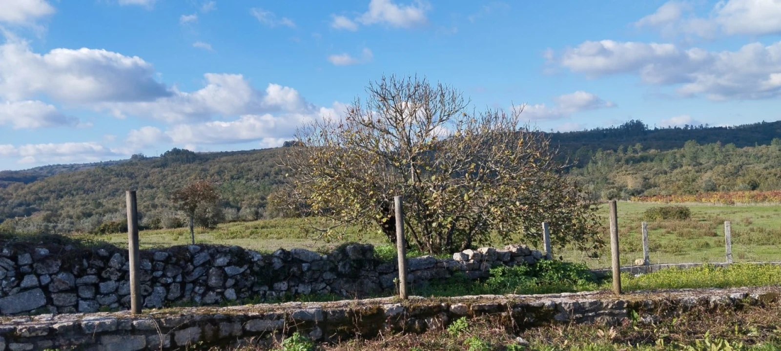 Terreno Misto para Venda em Ansião Foto 6