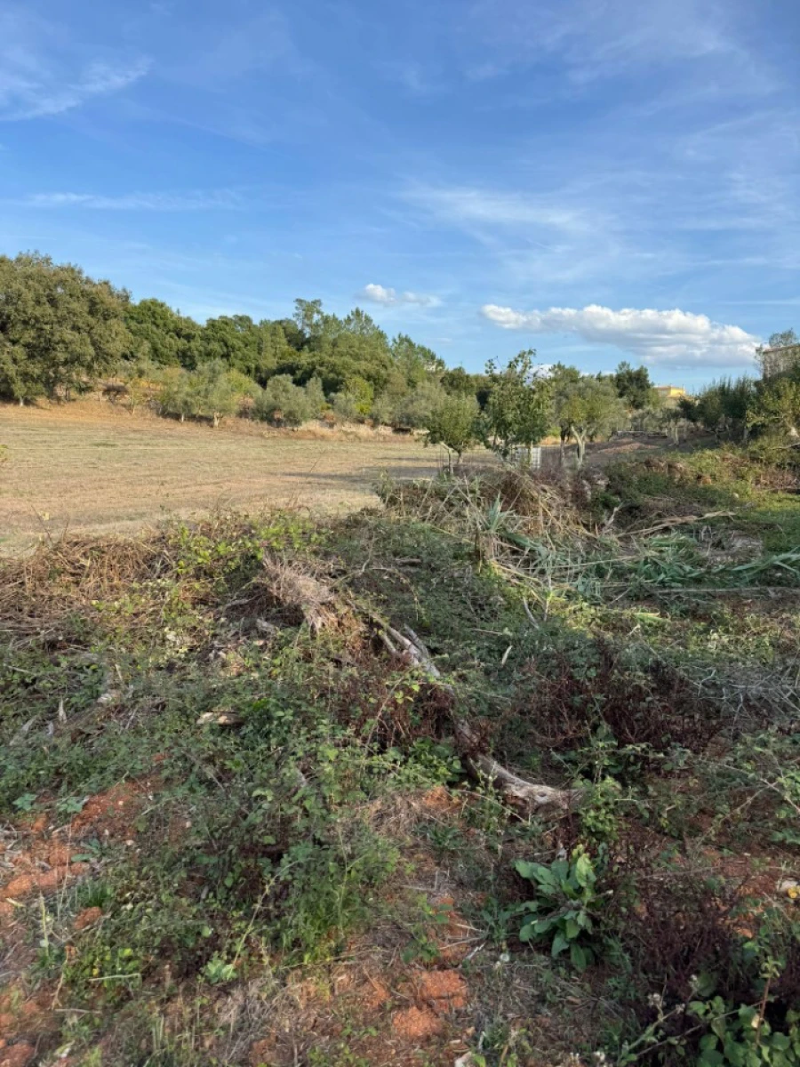 Terreno Misto para Venda em Ansião Foto 12