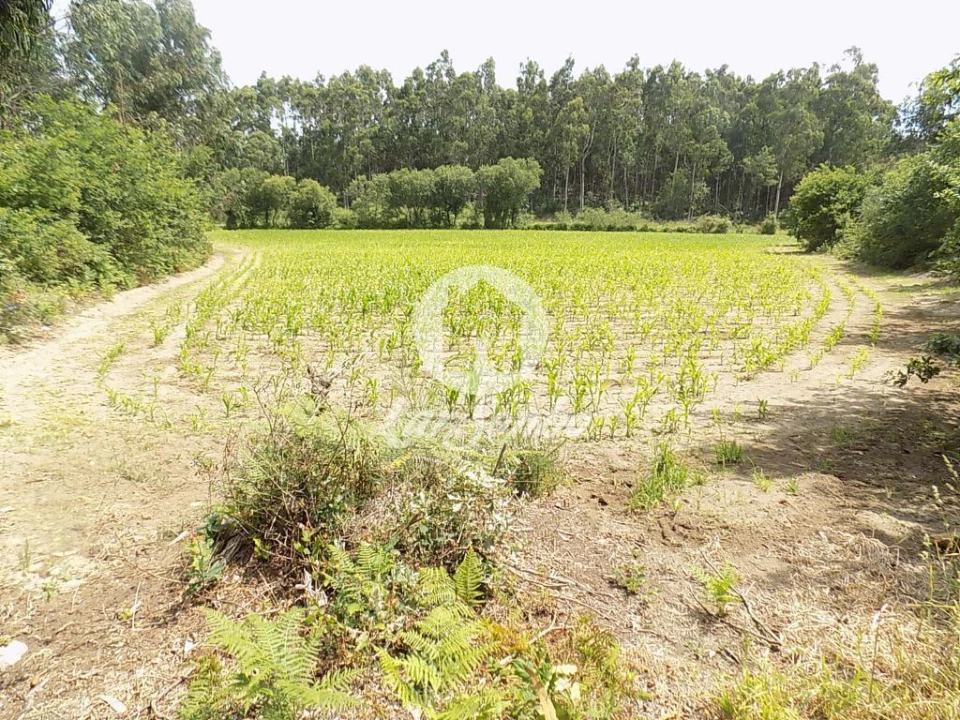 Terreno Misto para Venda em Póvoa de Varzim, Beiriz e Argivai Foto 1