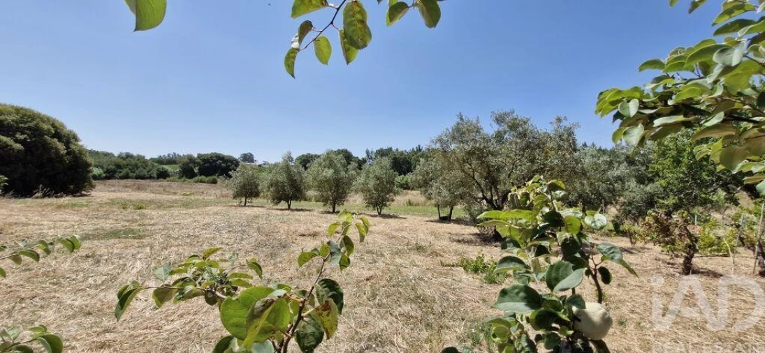 Terreno para Venda em Alcoentre Foto 19