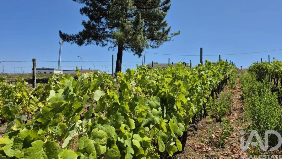 Terreno para Venda em Parceiros e Azoia Foto 13
