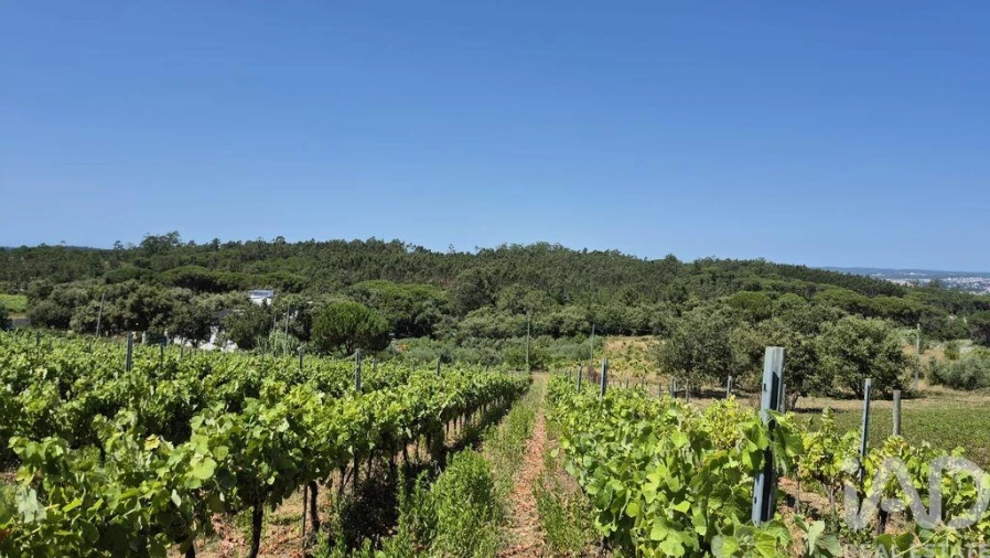 Terreno para Venda em Parceiros e Azoia Foto 17