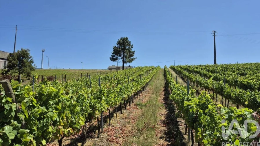 Terreno para Venda em Parceiros e Azoia Foto 10