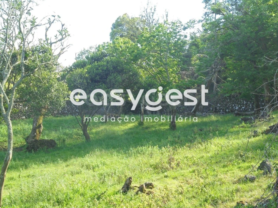 Terreno Agricola ou Rústico para Venda em Terra Chã Foto 5