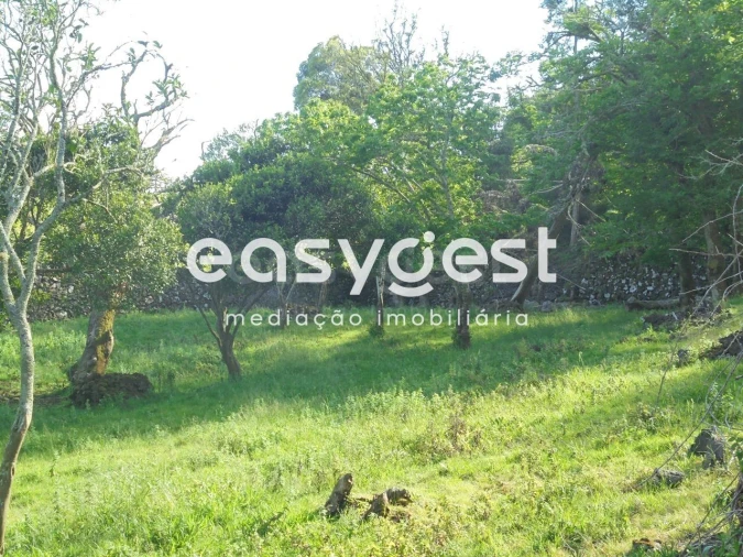 Terreno Agricola ou Rústico para Venda em Terra Chã Foto 5