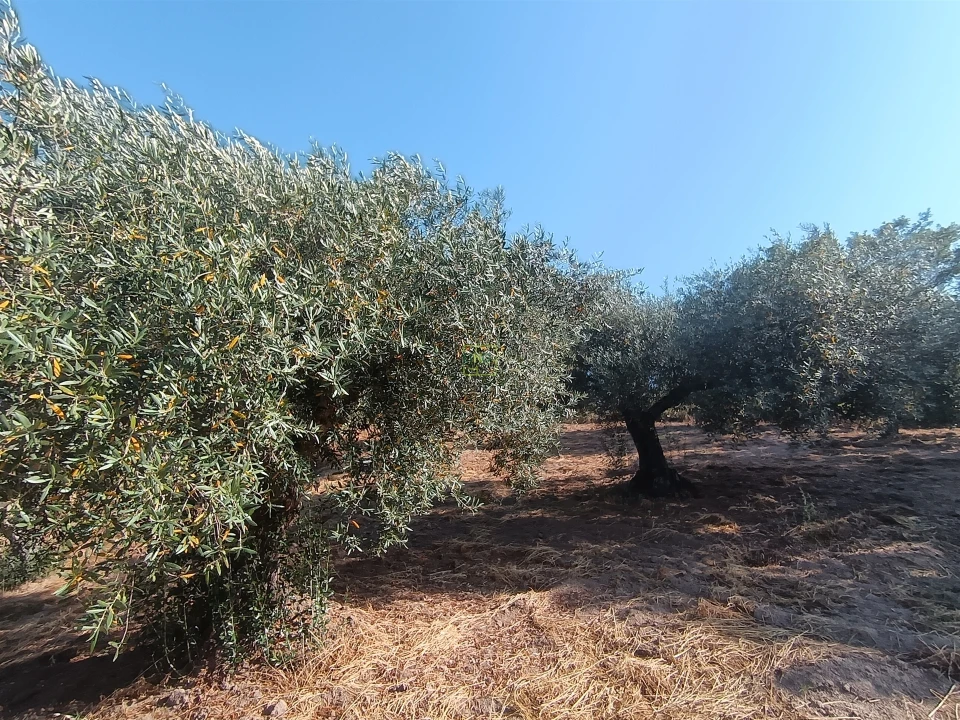 Terreno Agricola ou Rústico para Venda em Salvador Foto 2