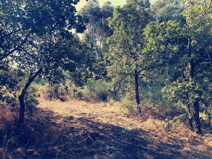 Terreno Agricola ou Rústico para Venda em Salvador Foto 14
