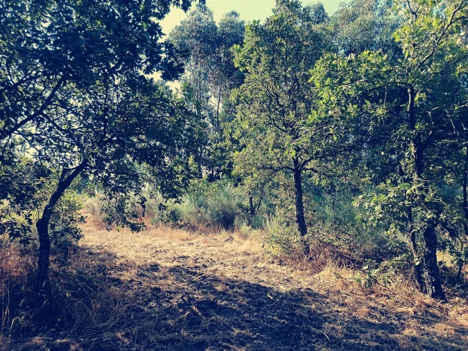 Terreno Agricola ou Rústico para Venda em Salvador Foto 15