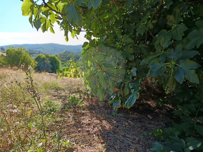 Terreno para Venda em Mosteiro Foto 10