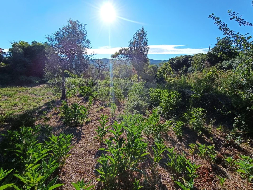 Terreno para Venda em Mosteiro Foto 12
