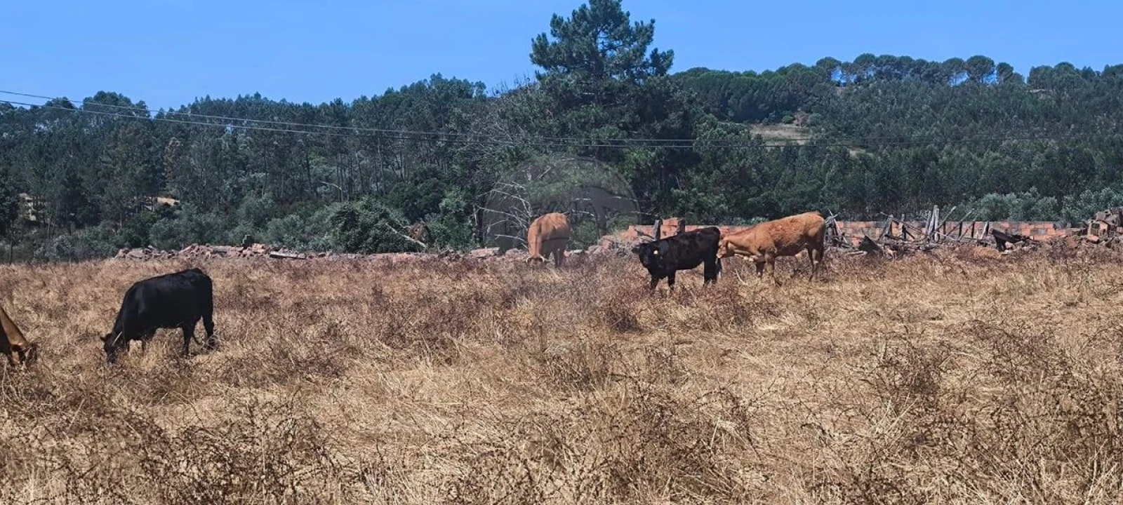 Moradia T2 para Venda em São João da Ribeira e Ribeira de São João Foto 4