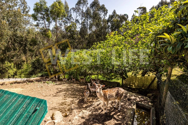 Quinta T7 para Venda em Mafra Foto 35