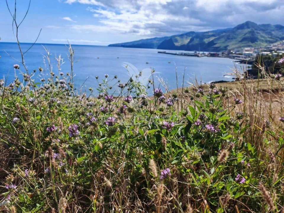 Terreno para Venda em Caniçal Foto 5