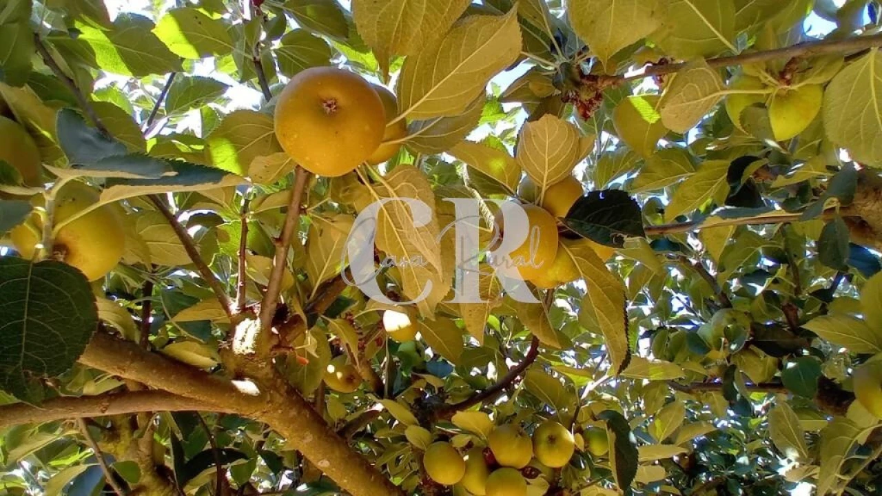 Terreno para Venda em Figueiró dos Vinhos e Bairradas Foto 13