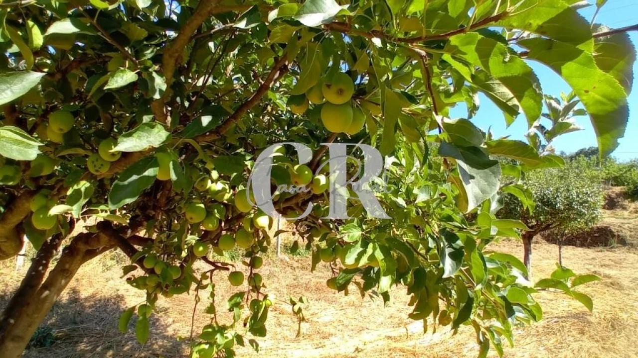 Terreno para Venda em Figueiró dos Vinhos e Bairradas Foto 11