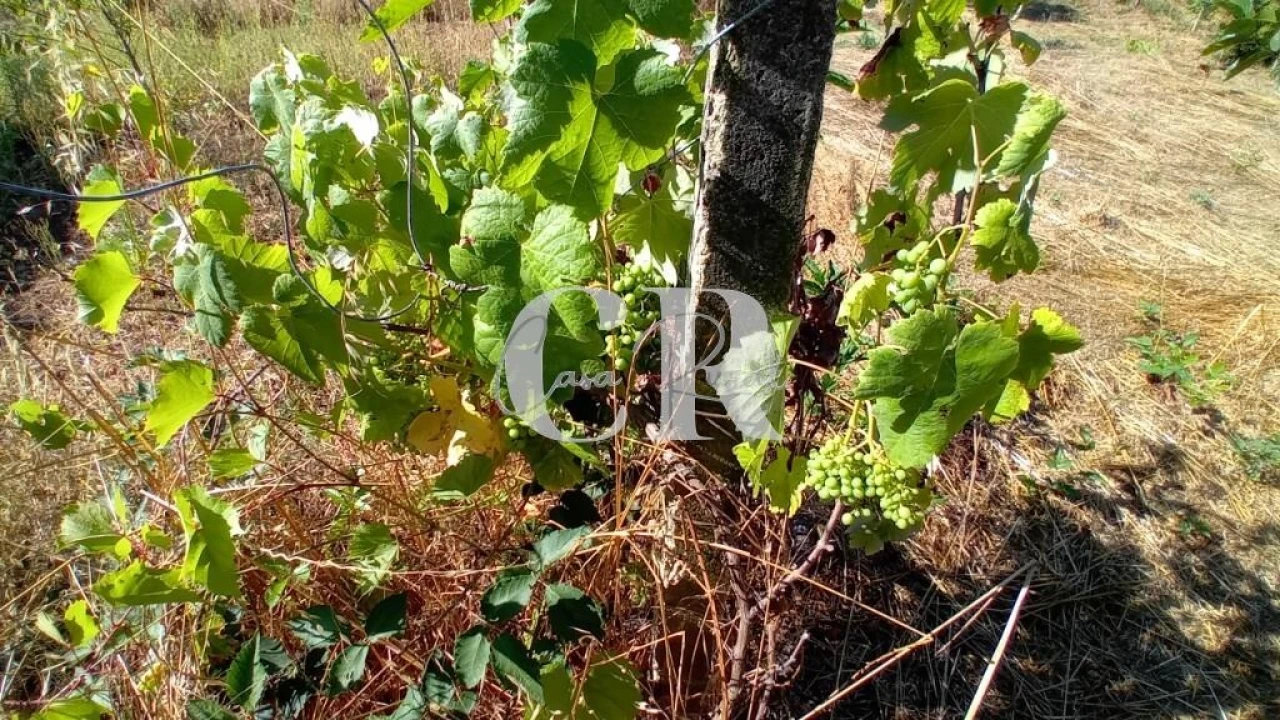 Terreno para Venda em Figueiró dos Vinhos e Bairradas Foto 9