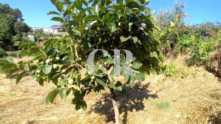 Terreno para Venda em Figueiró dos Vinhos e Bairradas Foto 15