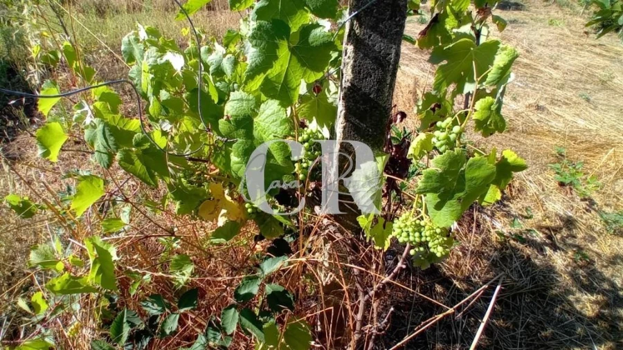 Terreno para Venda em Figueiró dos Vinhos e Bairradas Foto 9