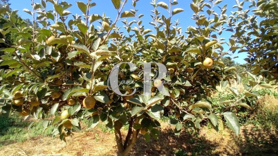 Terreno para Venda em Figueiró dos Vinhos e Bairradas Foto 12