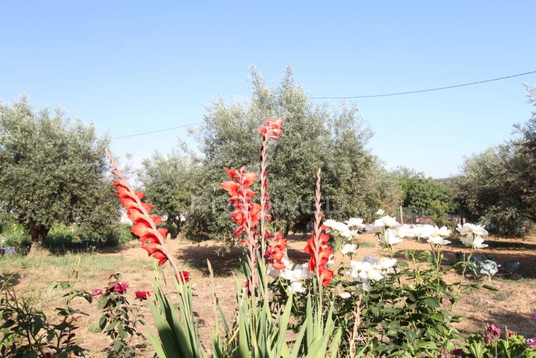 Quinta T3 para Venda em Colos Foto 3