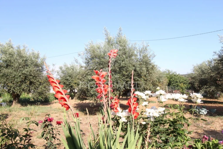 Quinta T3 para Venda em Colos Foto 3