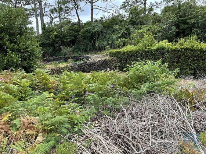 Moradia T2 para Venda em Urzelina (São Mateus) Foto 13