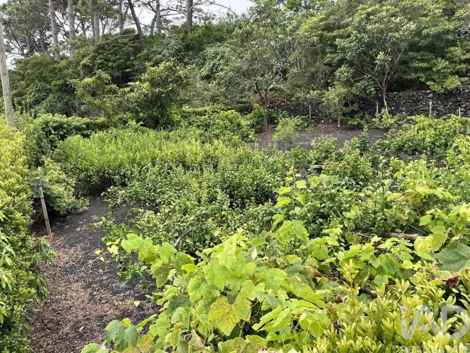 Moradia T2 para Venda em Urzelina (São Mateus) Foto 16