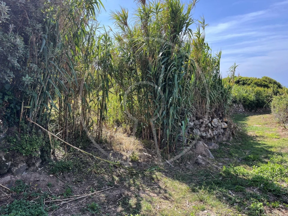 Terreno para Venda em Colares Foto 4