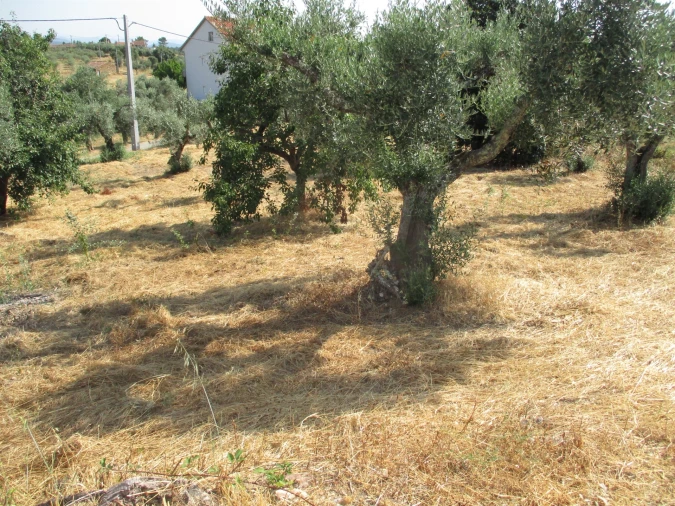 Moradia T2 para Venda em Sarzedas Foto 5