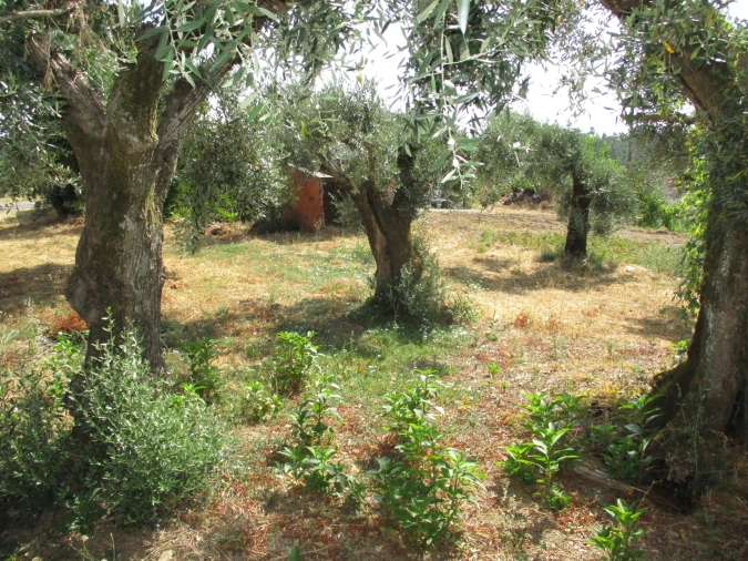 Moradia T2 para Venda em Sarzedas Foto 21