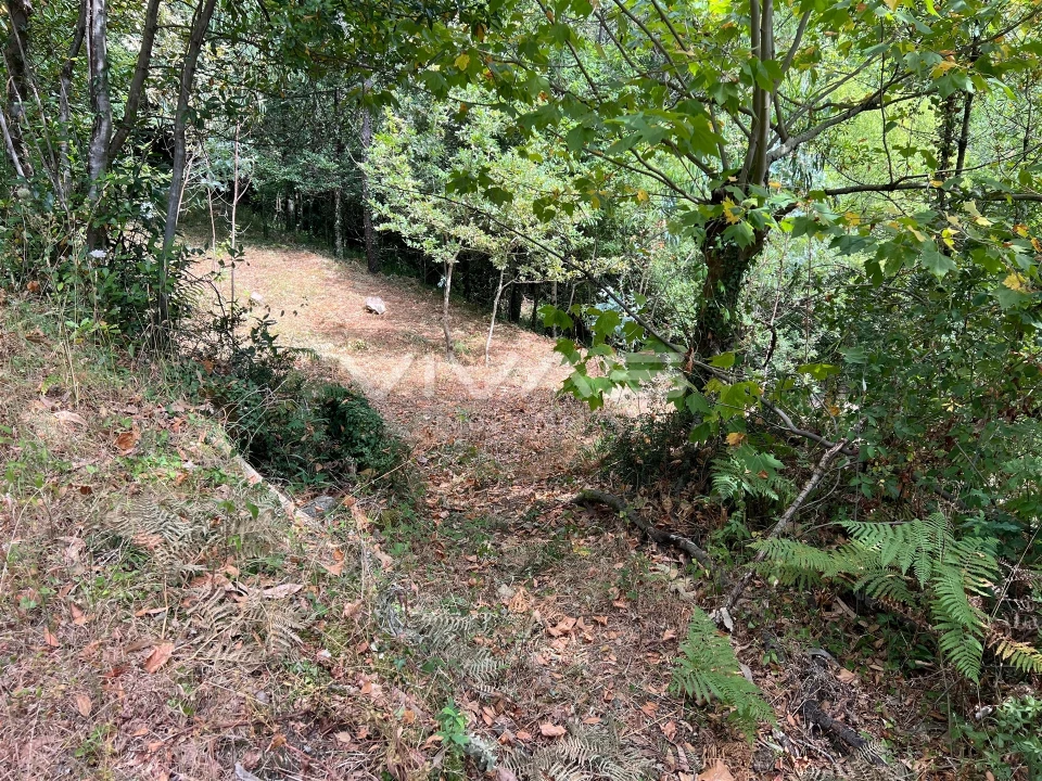 Terreno Agricola ou Rústico para Venda em Bouro (Santa Marta) Foto 1
