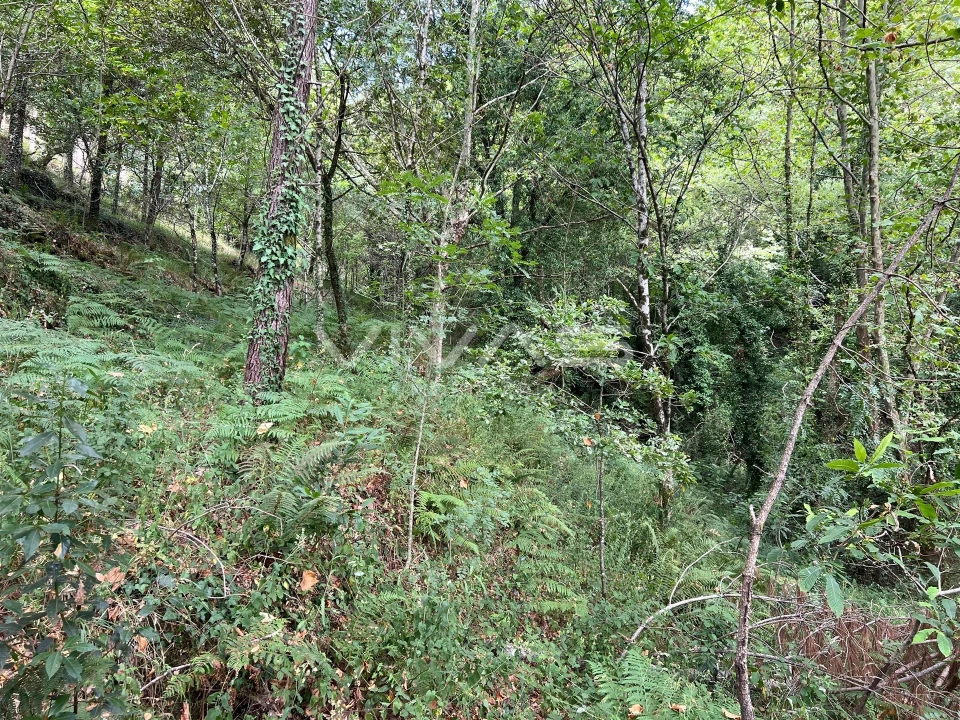 Terreno Agricola ou Rústico para Venda em Bouro (Santa Marta) Foto 13