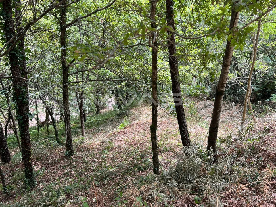 Terreno Agricola ou Rústico para Venda em Bouro (Santa Marta) Foto 6