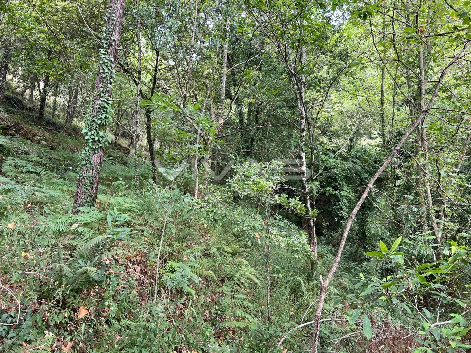 Terreno Agricola ou Rústico para Venda em Bouro (Santa Marta) Foto 4