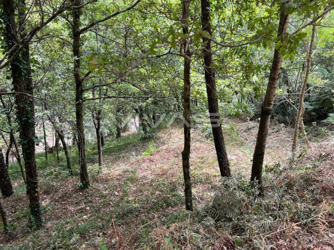 Terreno Agricola ou Rústico para Venda em Bouro (Santa Marta) Foto 6