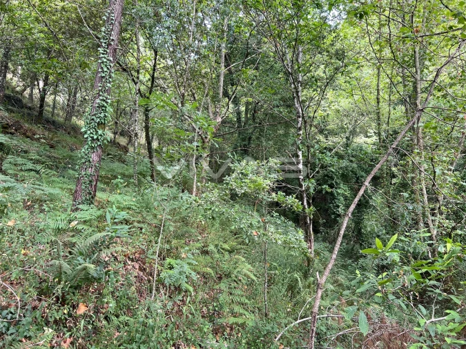 Terreno Agricola ou Rústico para Venda em Bouro (Santa Marta) Foto 4