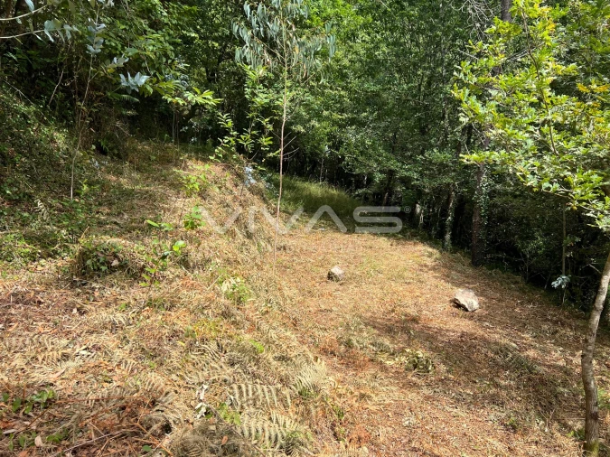 Terreno Agricola ou Rústico para Venda em Bouro (Santa Marta) Foto 2