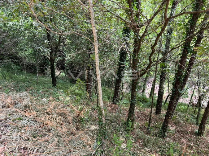 Terreno Agricola ou Rústico para Venda em Bouro (Santa Marta) Foto 10