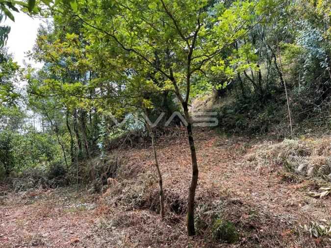 Terreno Agricola ou Rústico para Venda em Bouro (Santa Marta) Foto 9