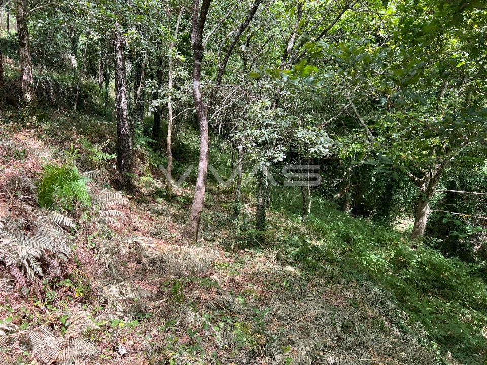 Terreno Agricola ou Rústico para Venda em Bouro (Santa Marta) Foto 3