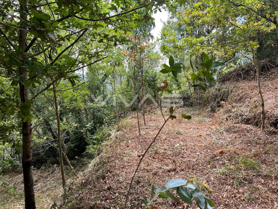 Terreno Agricola ou Rústico para Venda em Bouro (Santa Marta) Foto 12
