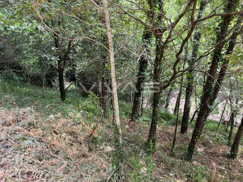 Terreno Agricola ou Rústico para Venda em Bouro (Santa Marta) Foto 10