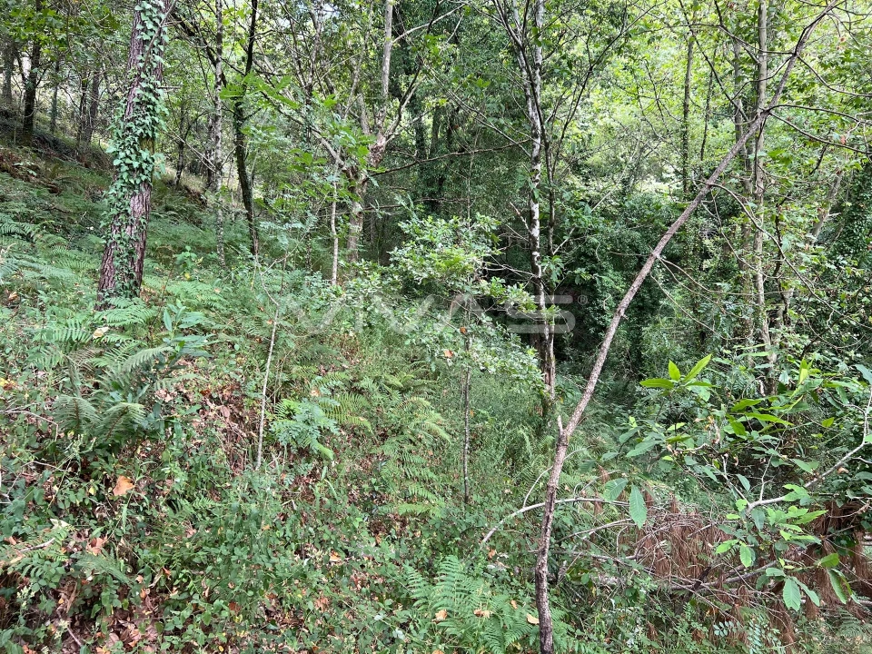 Terreno Agricola ou Rústico para Venda em Bouro (Santa Marta) Foto 7