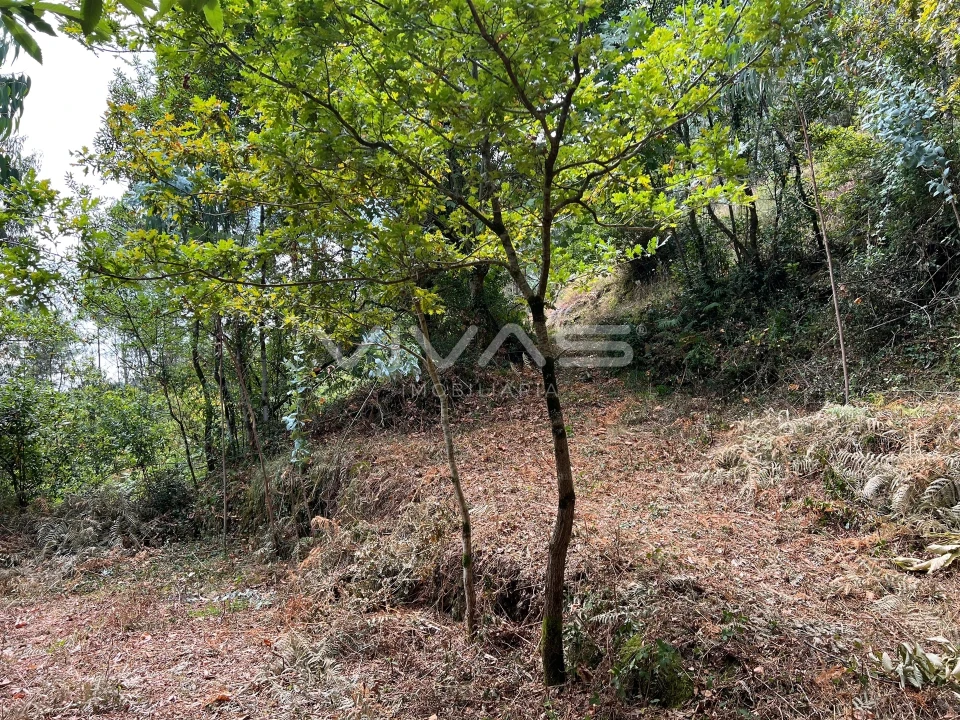 Terreno Agricola ou Rústico para Venda em Bouro (Santa Marta) Foto 9