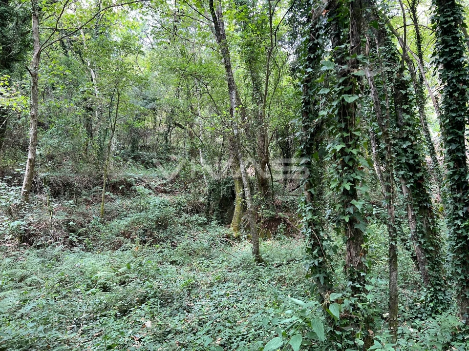 Terreno Agricola ou Rústico para Venda em Bouro (Santa Marta) Foto 3