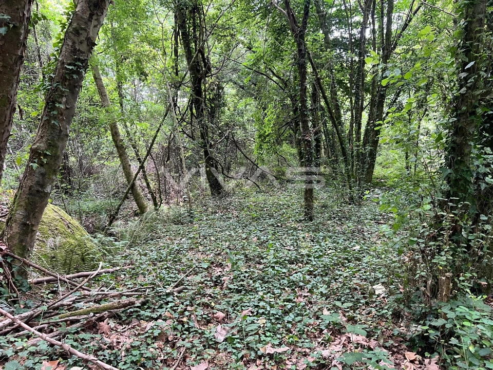 Terreno Agricola ou Rústico para Venda em Bouro (Santa Marta) Foto 5