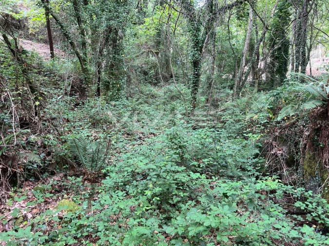 Terreno Agricola ou Rústico para Venda em Bouro (Santa Marta) Foto 11
